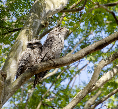Frogmouths parents and babe