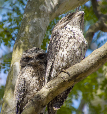 Frogmouths parents and babe