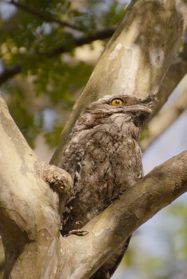Frogmouths parents and babe
