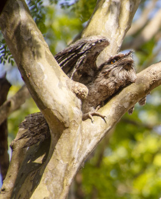 Frogmouths parents and babe