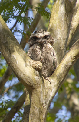 Frogmouths parents and babe
