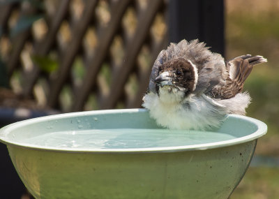 DSC_2025.jpg