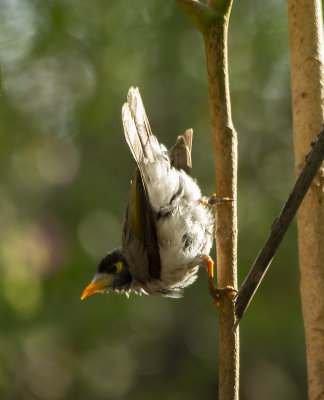 DSC_2333.jpg