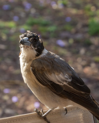 DSC_2607.jpg