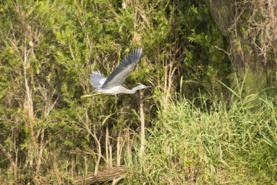 Small birds Mogill and karana downs