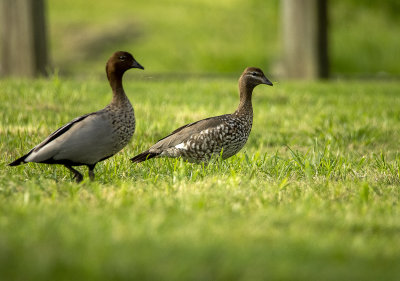 Small birds Mogill and karana downs