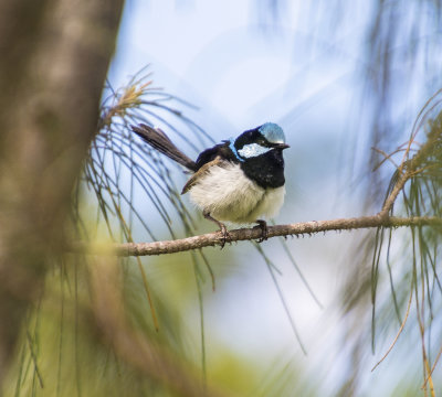Small birds Mogill and karana downs