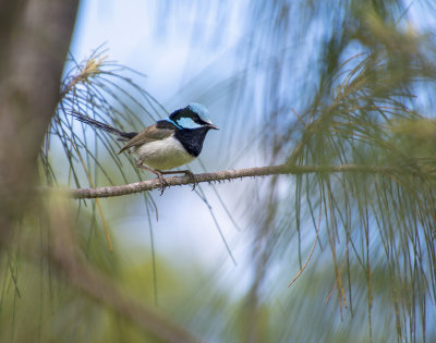 Small birds Mogill and karana downs