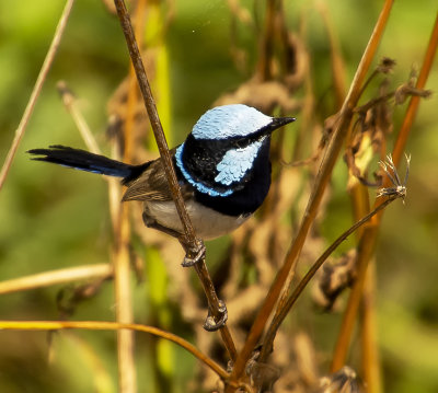 Small birds Mogill and karana downs