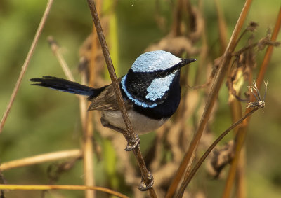 Small birds Mogill and karana downs
