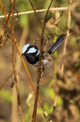 Small birds Mogill and karana downs