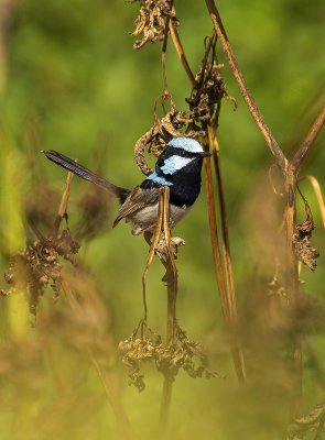 Small birds Mogill and karana downs