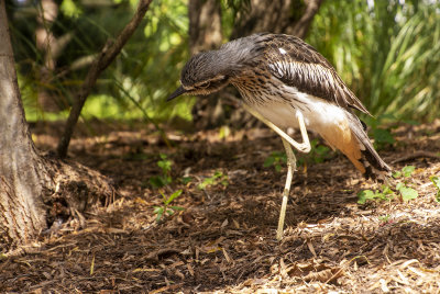 Curlews MT Cootha Gardens.