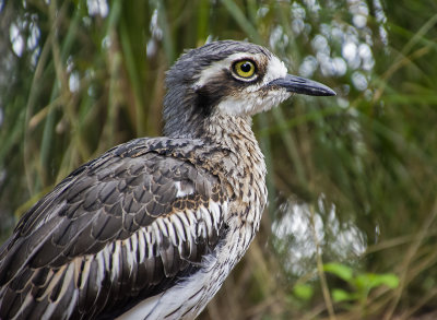 Curlews MT Cootha Gardens.