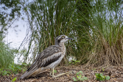 Curlews MT Cootha Gardens.
