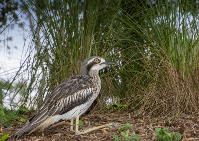 Curlews MT Cootha Gardens.