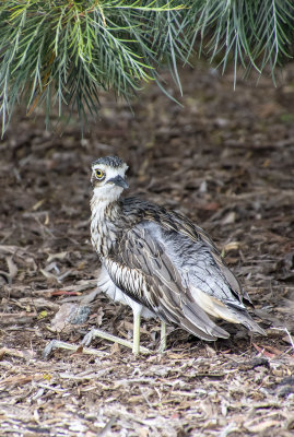 Curlews MT Cootha Gardens.