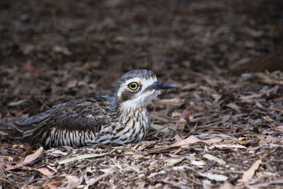 Curlews MT Cootha Gardens.