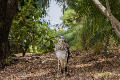 Curlews MT Cootha Gardens.
