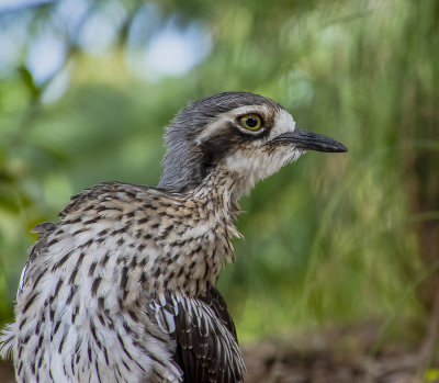Curlews MT Cootha Gardens.