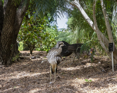 Curlews MT Cootha Gardens.