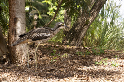 Curlews MT Cootha Gardens.