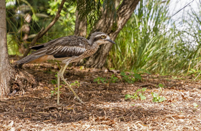 Curlews MT Cootha Gardens.