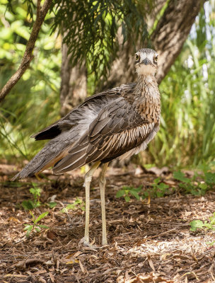 Curlews MT Cootha Gardens.