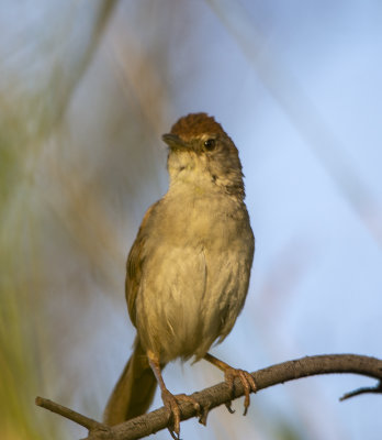 Small birds Mogill and karana downs