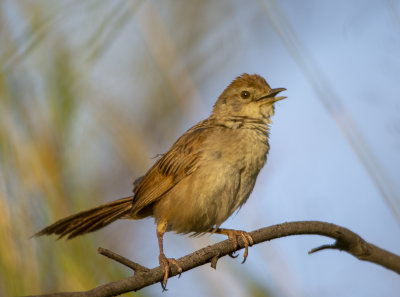 Small birds Mogill and karana downs