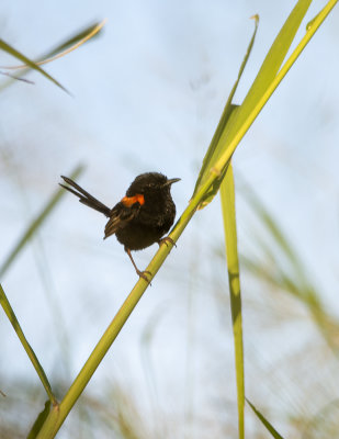 Small birds Mogill and karana downs