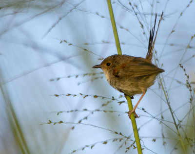 Small birds Mogill and karana downs
