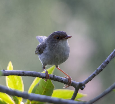 Small birds Mogill and karana downs