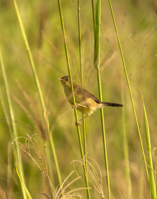 Small birds Mogill and karana downs