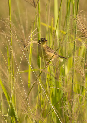 Small birds Mogill and karana downs
