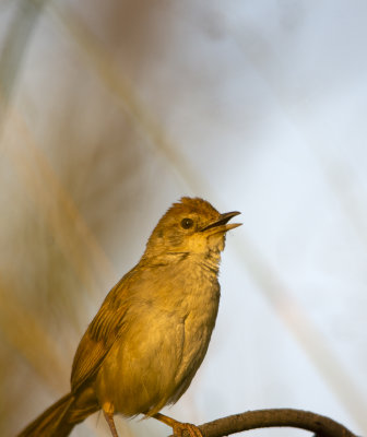 Small birds Mogill and karana downs