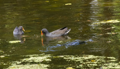 DSC_8737.jpg