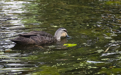 DSC_8721.jpg