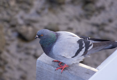Shorncliffe Pier May 2020