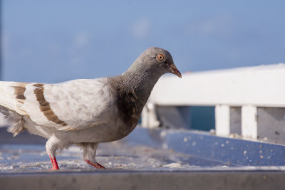 Shorncliffe Pier May 2020