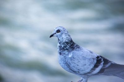 Shorncliffe Pier May 2020