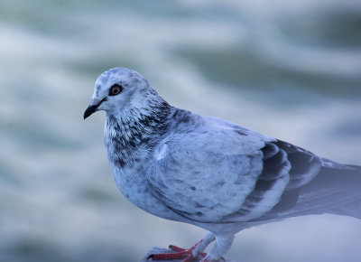 Shorncliffe Pier May 2020