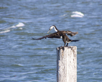 Shorncliffe Pier May 2020