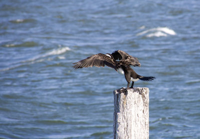 Shorncliffe Pier May 2020