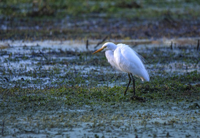 DSC_9952.jpg