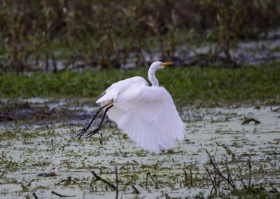 DSC_0425.jpg