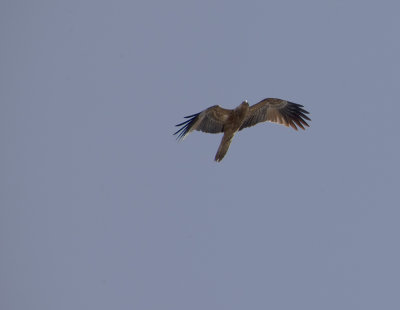 DSC_1144.jpg
