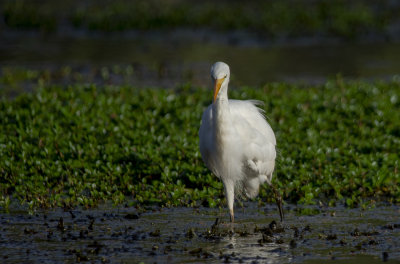 DSC_1286.jpg