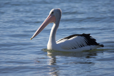 DSC_1447.jpg