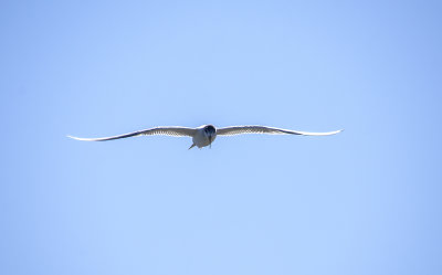 DSC_6585.jpg